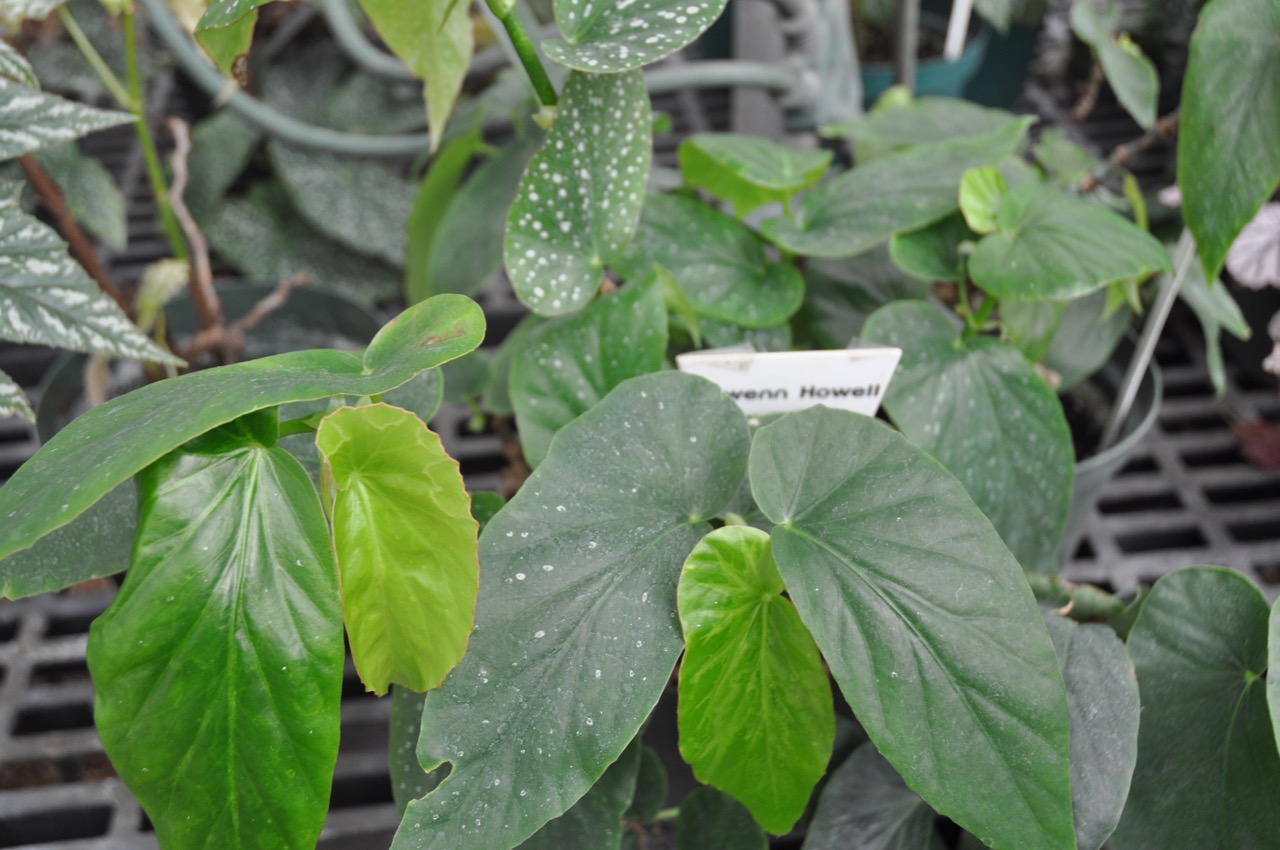 B. ‘Gwenn Howell’